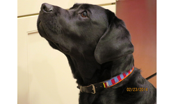 Dog Collars for Africa - Briggs