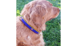 Dog Collars for Africa - Atticus
