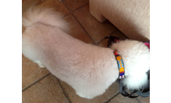 Dog Collars for Africa - Charlie Fleishman
