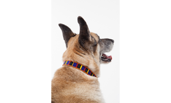 Dog Collars for Africa