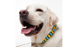 Dog Collars for Africa