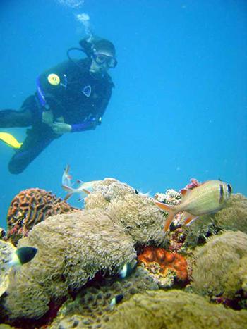 Diving in the Indian Ocean