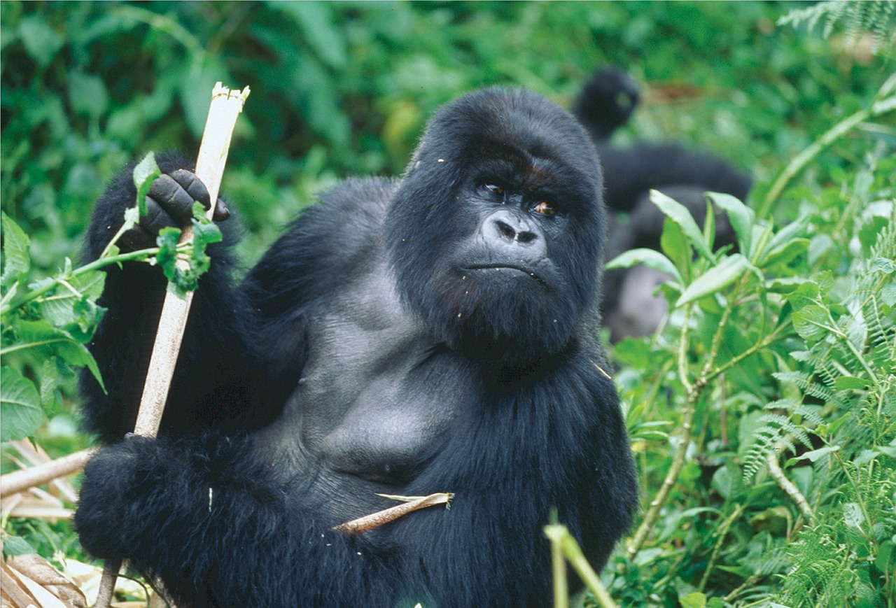 Rwanda’s Gorillas & The Great Migration