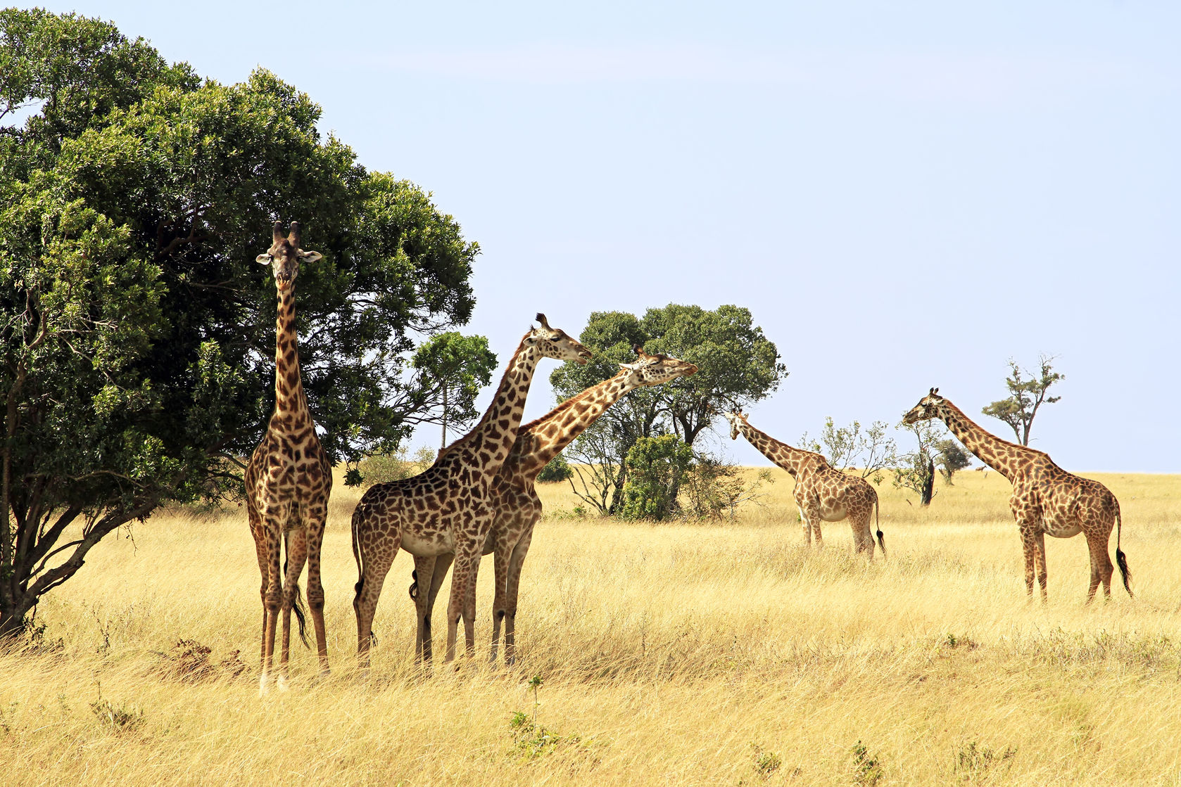 Classic 12 Day Kenyan Wildlife Safari