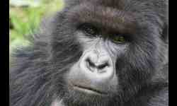 Gorillas of Rwanda and Wildlife In Tanzania