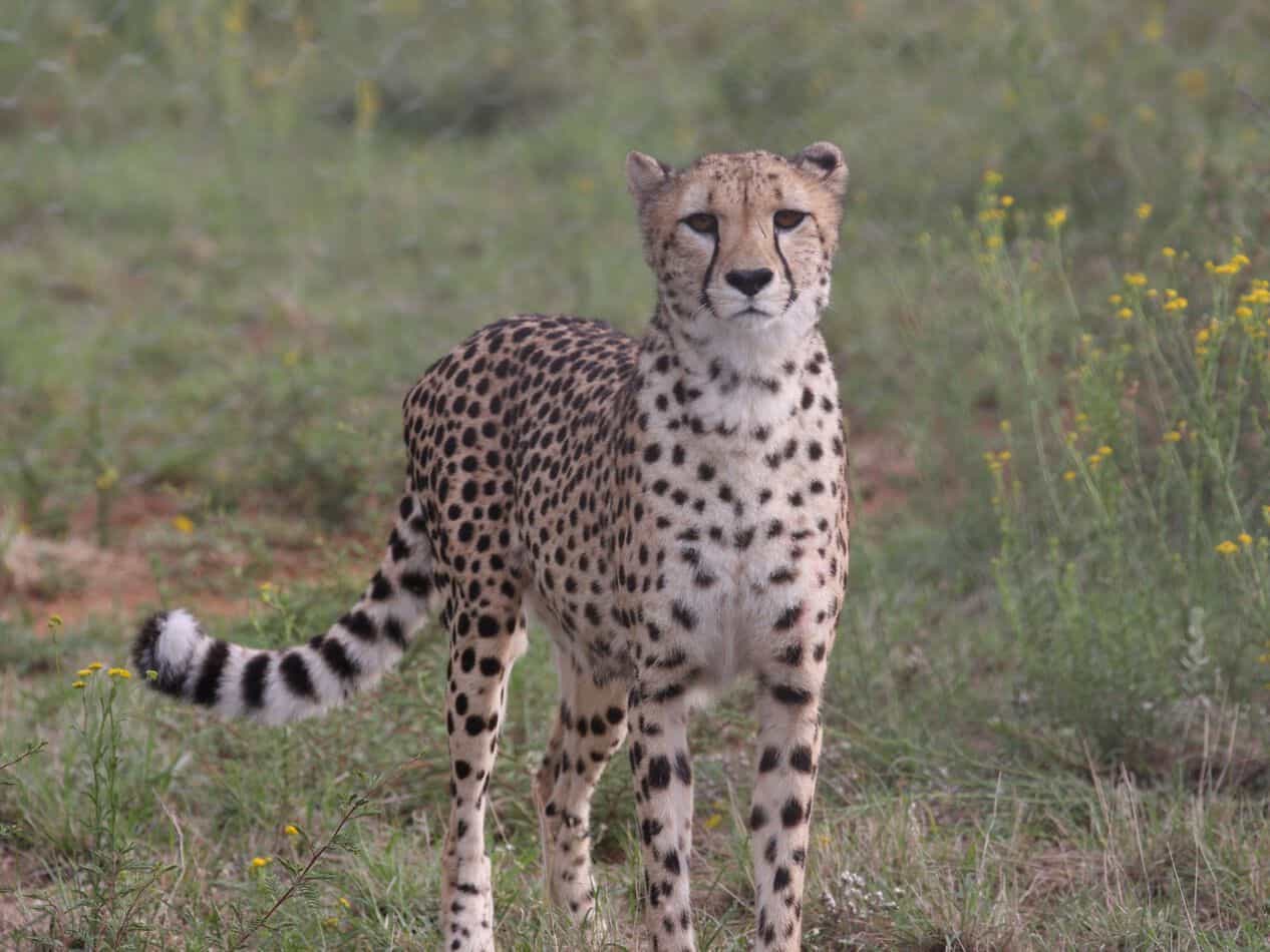 On To The Cheetah Conservation Fund!
