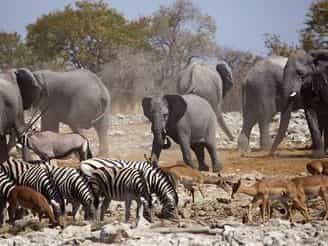 Off To The Eastern Side Of Etosha